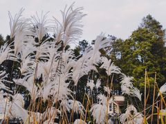 -共青国家森林公园-南大门停车场