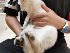 -lincat·猫舍(广州店)