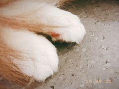-飞行喵MR PILOT|猫舍·猫咖(静安大融城店)