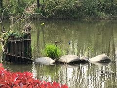 -新江湾城公园