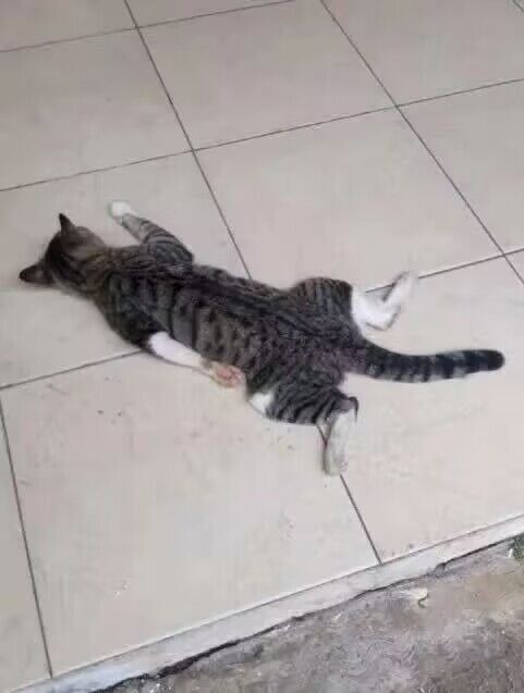 累瘫的猫猫