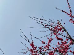 -九科绿洲