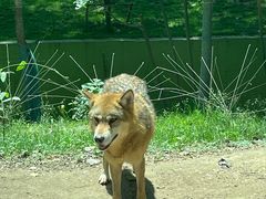 -北京野生动物园