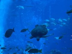 -亚特兰蒂斯•OSSIANO奥西亚诺海底餐厅