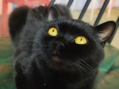 -喵屿·大理花园猫咖