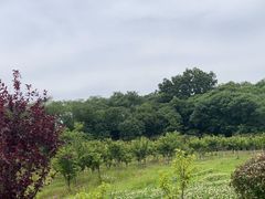 -佛手湖郊野公园