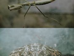 -上海大自然野生昆虫馆(东方明珠·爬宠昆虫探索中心)