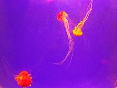 -上海海洋水族馆