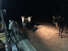 -清迈夜间动物园