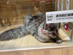 -momokira米努特·德文卷毛猫·棉花面纱犬