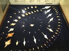 -青岛贝壳博物馆