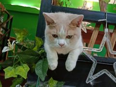 -李小姐の猫咖啡馆(五角场店)
