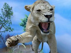 -西霞口神雕山野生动物世界