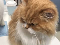 -喵的天空名猫咖啡馆·撸猫·猫舍·用品