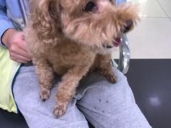 -宠颐生中康贝怡动物医院