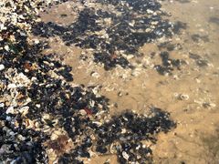 -日照灯塔风景区