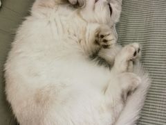 -纳吉亚猫专科动物诊疗中心(蒋宅口分院)