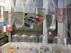 -万商花鸟市场