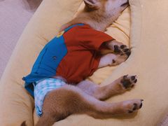 -逗柴咖啡屋·狗咖猫咖宠物桌游