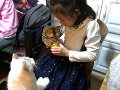 -李小姐の猫咖啡馆(五角场店)