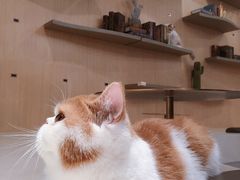 -飞行喵MR PILOT|猫舍·猫咖(静安大融城店)