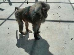 android_upload_pic-新疆天山野生动物园