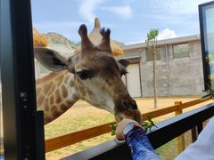 -西霞口神雕山野生动物世界