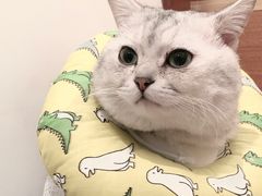 -喜多萌中农锦绣动物医院24H·猫科·牙科MRI·CT