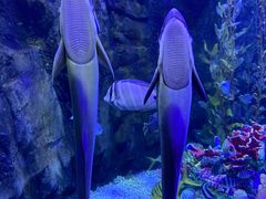 -太平洋海底世界