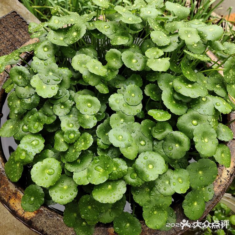 金钱草是一种常见植物，而且是一种中药材，主要功效可预