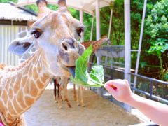 -泉州海丝野生动物世界