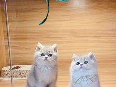 -猫十亿·布偶金渐层·曼基康矮脚猫舍(青年路店)