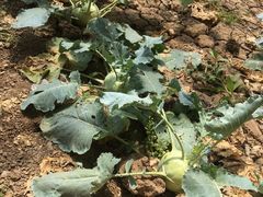 -万源龙顺度假庄园生态观光园