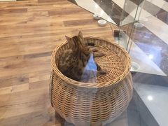 -袖虎·猫馆(体育西路店)
