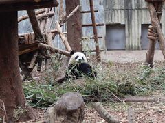 -成都大熊猫繁育研究基地