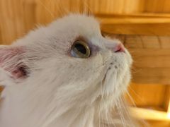 -Pets First伊珊娜洗护·精致美容·家庭式寄养(新会路店)