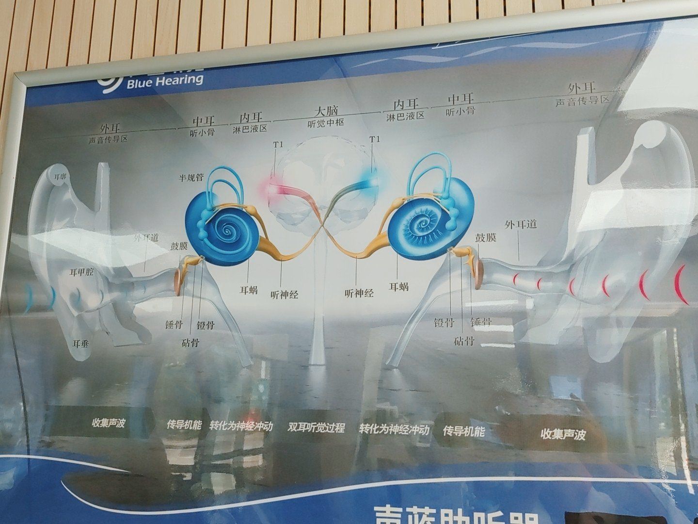 认识助听器麦克风方向性