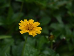 -黄埔油麻山森林公园