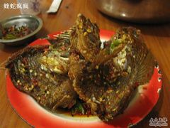 xn 057-风鑫铃罗非鱼(道沟店)