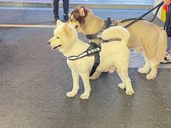 -和创柚子·会席日本料理(新区淮海街店)