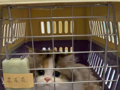 -小猫来了猫舍(福田店)