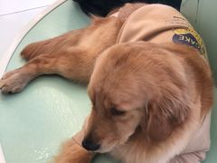 -怪兽屋·羊驼·猫咖·狗咖(俊华广场店)