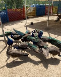 -萌宠亲子动物乐园(槐房万达店)