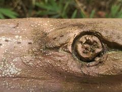 -海南热带雨林国家公园吊罗山景区
