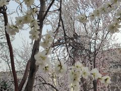 -桃花堤公园