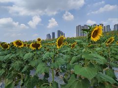 -光明小镇欢乐田园