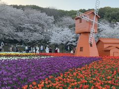 -苏州上方山国家森林公园