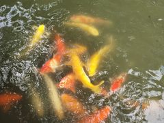 -西湖游船