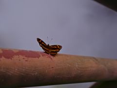 -西岭雪山大飞水景区