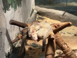 -Zoolung Zoolung动物主题公园(海信广场店)